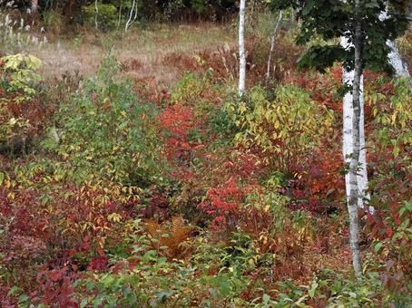 里山の紅葉 里山の紅葉 秋,風景,自然の写真素材