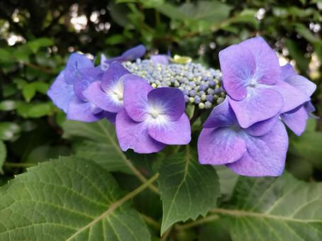 紫陽花 あじさい,アジサイ,6月の写真素材