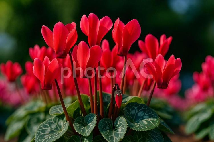 シクラメンの花のアップ・観葉植物・花びら シクラメン,花,観葉植物の写真素材
