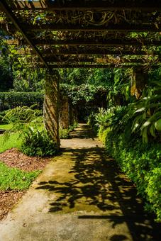 【シンガポール】植物園オーキッドガーデン ナショナル,オーキッドガーデン,ガーデンの写真素材