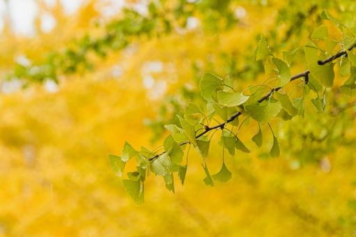 色付き始めた公園のイチョウの葉 公園,雨,11月の写真素材