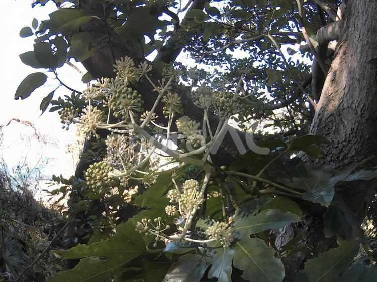 どんな花が咲くのかしら 自然,木漏れ日,グリーンの写真素材