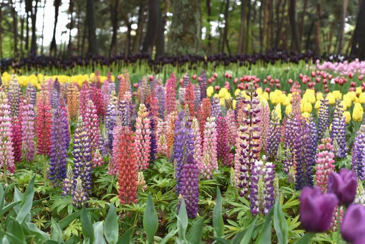 花 花,はな,植物の写真素材