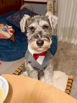 タキシードでおすわりするワンコ ミニチュア,ミニシュナ,犬の写真素材