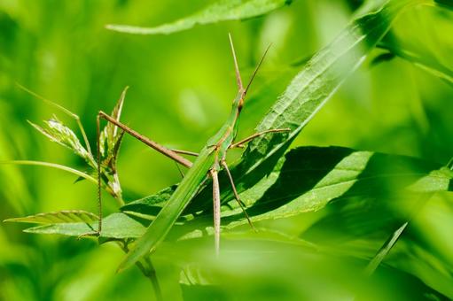 Short-horned grasshopper⑴, JPG