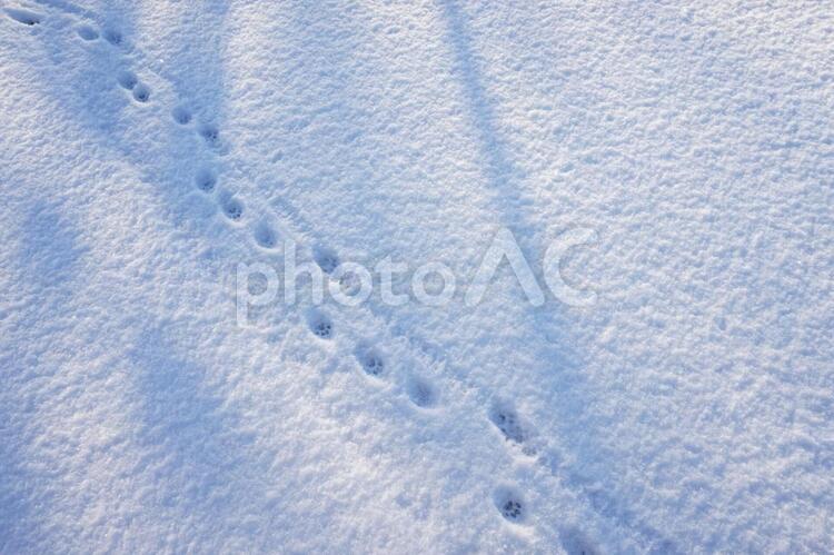 猫の足跡 ネコ,猫,白の写真素材