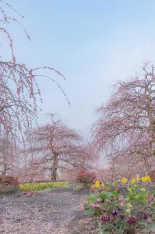 ピンクの梅と青空　縦画像の写真