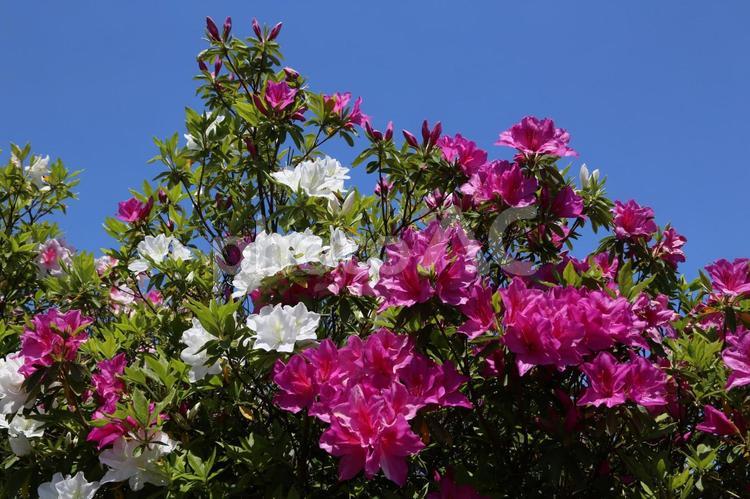 濃い青空と濃いピンクのツツジ ツツジ,植物,花の写真素材