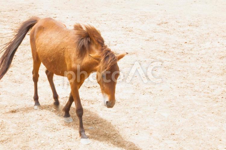 2026年の干支　馬 2026年,干支,午の写真素材