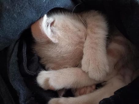 昼寝 昼寝の写真