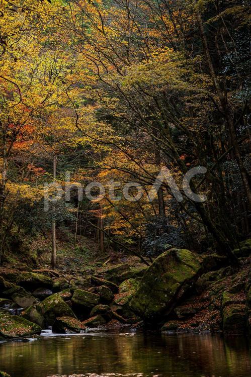 三重 - 【赤目四十八滝の紅葉】 赤目四十八滝,渓谷,赤目の渓谷の写真素材