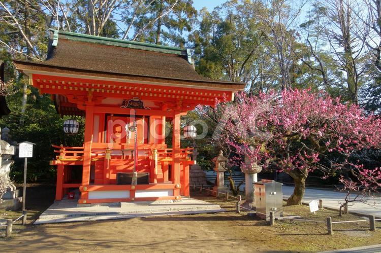 京都、北野天満宮の境内にある地主神社と紅梅 京都,北野天満宮,紅梅の写真素材