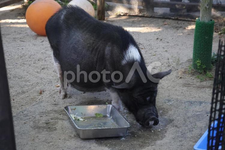 餌を食べ終えたミニブタのいる動物園 餌,食べ,終えたの写真素材