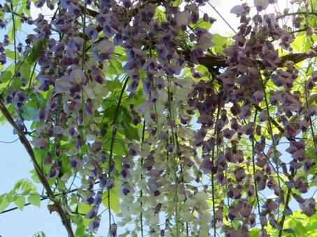 Wisteria flower collaboration (purple and white), JPG Wisteria flower collaboration (purple and white), JPG