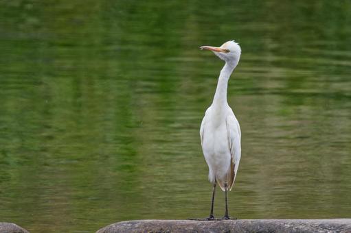 親鳥を探すアマサギの幼鳥 親鳥を探すアマサギの幼鳥 アマサギ,亜麻鷺,幼鳥の写真素材