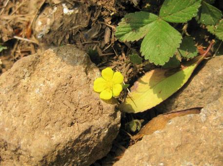 黄色い花の写真
