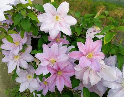 Clematis in pale color, JPG Clematis in pale color, clematis, large wheel, flower, JPG