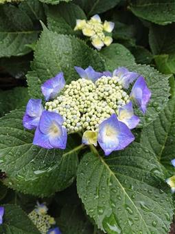 紫陽花・あじさい・アジサイ(15) 紫陽花・あじさい・アジサイ(15)の写真