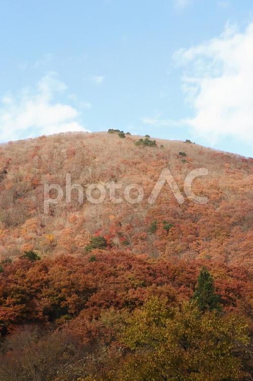秋や紅葉のイメージ 秋,紅葉,もみじの写真素材