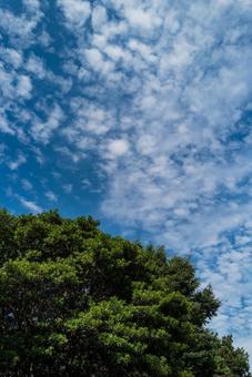 青空と雲と新緑 青空と雲と新緑の写真