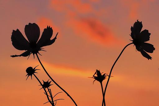 夕暮れのコスモス 秋桜,コスモス,夕暮れの写真素材