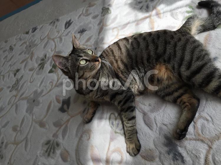 猫(飼い猫1匹) キジトラ,猫,日向ぼっこの写真素材