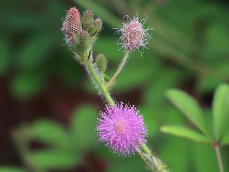 オジギソウの花 オジギソウの花の写真
