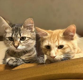 何かを見つめる2匹の子猫 何かを見つめる2匹の子猫 猫,子猫,見つめるの写真素材