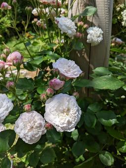 白薔薇 白薔薇の写真