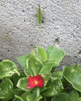 Grasshopper and flower, JPG