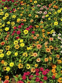 百日草 百日草 花,自然,百日草の写真素材