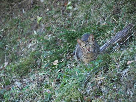こちらの様子を伺う猫 こちらの様子を伺う猫 猫,地域猫,キジトラの写真素材