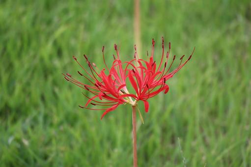 緑の草むらに咲く赤い曼珠沙華の花のアップ 緑の草むらに咲く赤い曼珠沙華の花のアップの写真