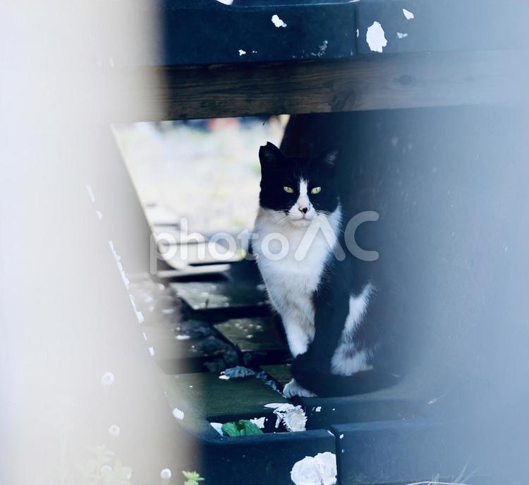 テトラポットの中でたたずむハチワレ野良猫 ハチワレ,白黒,猫の写真素材