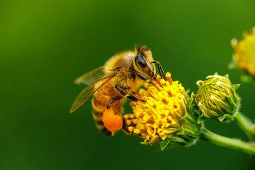 コセンダングサの蜜と花粉を集めるミツバチ コセンダングサの蜜と花粉を集めるミツバチの写真