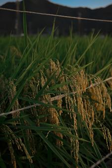 稲 田んぼ,稲,登熟の写真素材