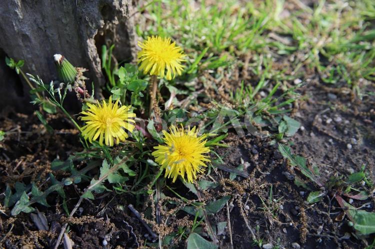 春の訪れを感じさせるたんぽぽ 春,たんぽぽ,蒲公英の写真素材