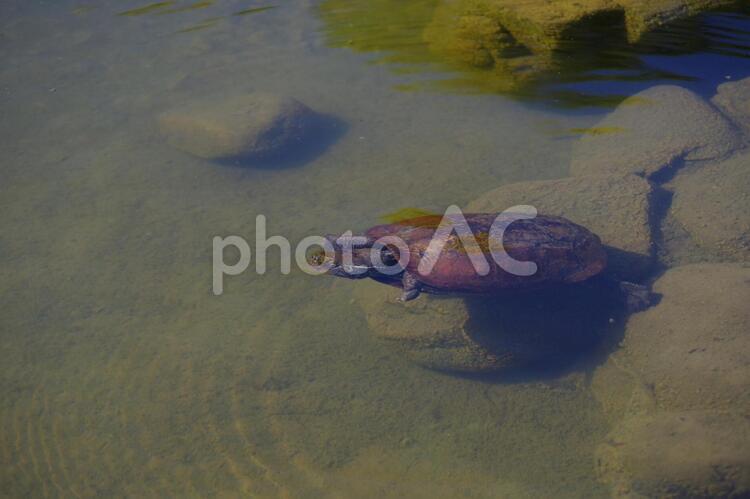 池の中の亀 水中,泳ぐ,亀の写真素材