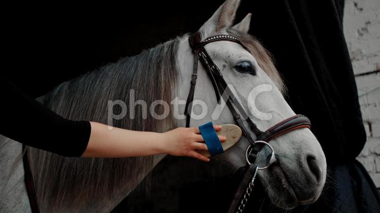気持ちよくブラッシングされる白馬 馬,馬の顔,上半身の写真素材