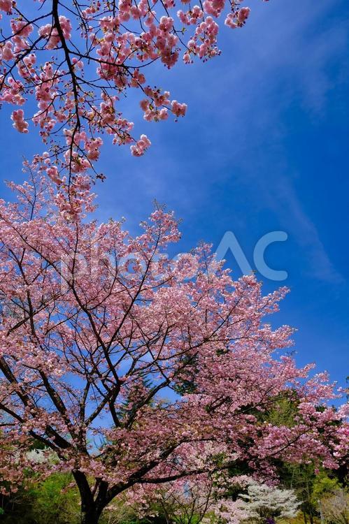青空とピンクの八重桜 自然,晴れ,景色の写真素材