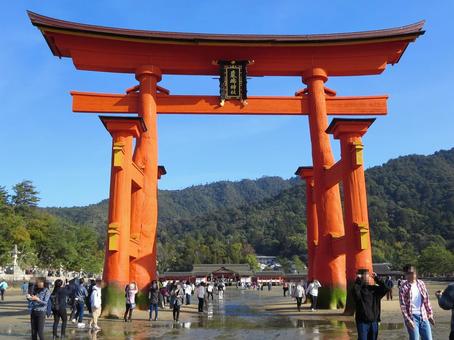 厳島神社の大鳥居 厳島神社,厳島,宮島の写真素材