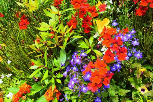 鮮やかな花々 鮮やかな花々の写真
