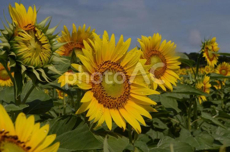 お花畑のひまわりの花 ひまわり,ヒマワリ,鮮やかの写真素材