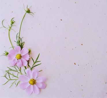 和紙背景に可愛いコスモス 和紙背景に可愛いコスモス 和紙,紙,花の写真素材