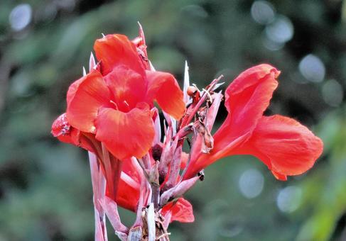 カンナの花の写真