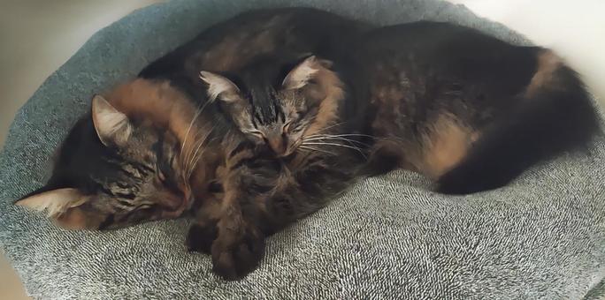 きょうだい猫 きょうだい猫 猫,ねこ,昼寝の写真素材