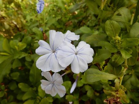 【花の写真】ルリマツリ（瑠璃茉莉） ルリマツリ,瑠璃茉莉,植物の写真素材