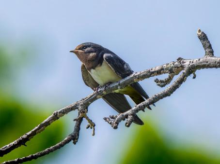 枝にとまるツバメ 枝にとまるツバメ ツバメ,燕,野鳥の写真素材