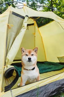 テント入口から顔をのぞかせる犬 犬,テント,キャンプの写真素材