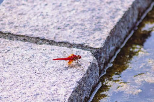 ハス池のトンボ3ー84 ハス池のトンボ3ー84の写真